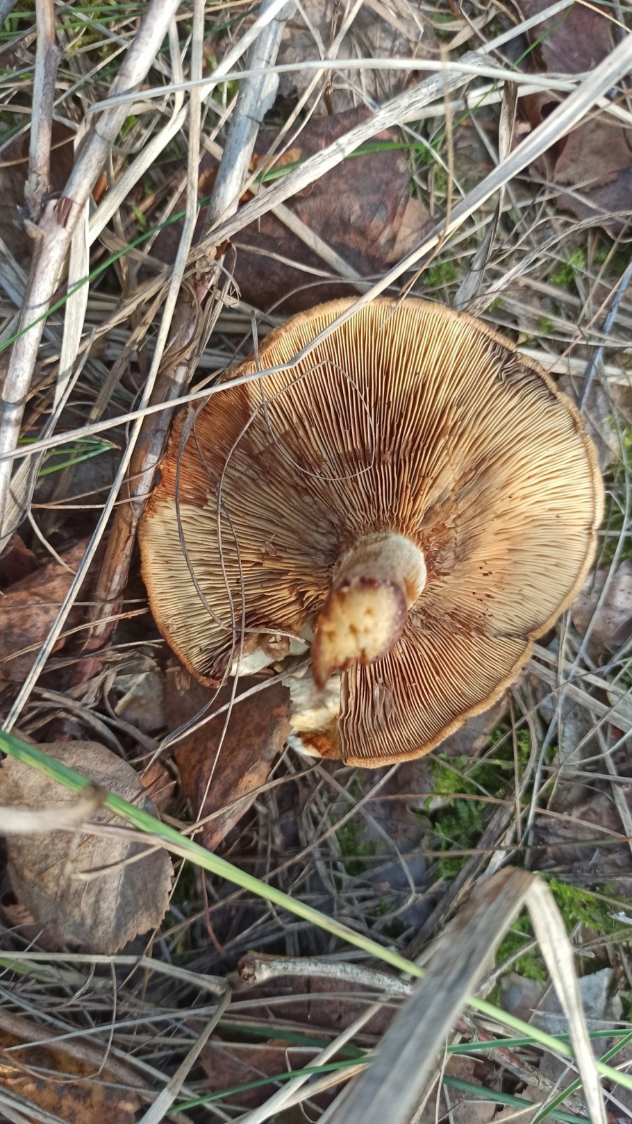 Свинушка тонкая Paxillus involutus