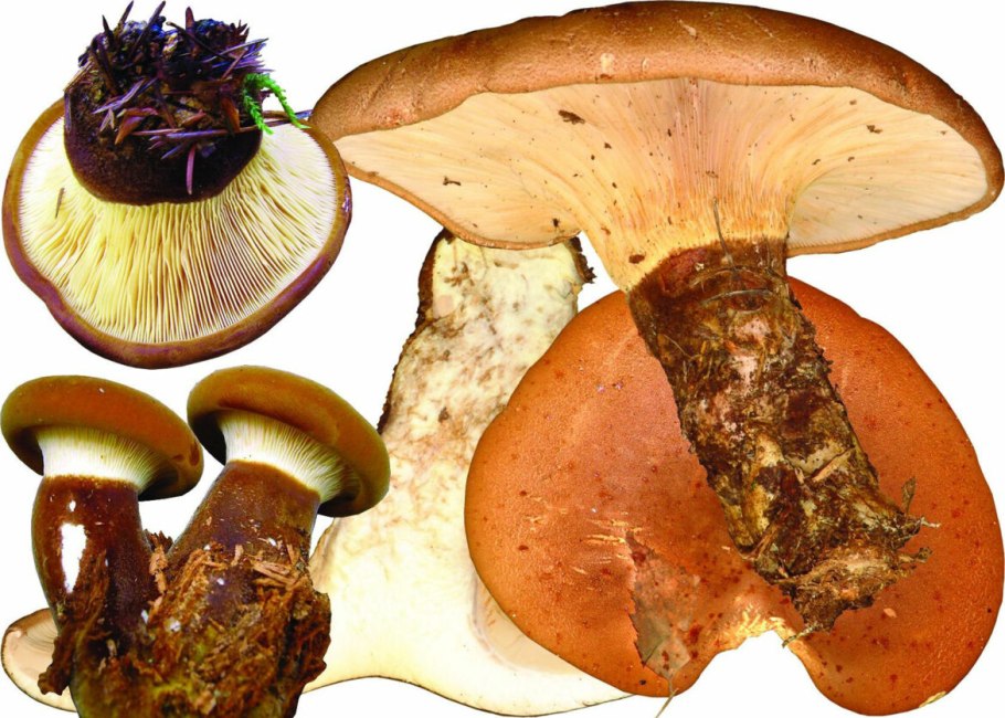 Свинушка тонкая Paxillus involutus