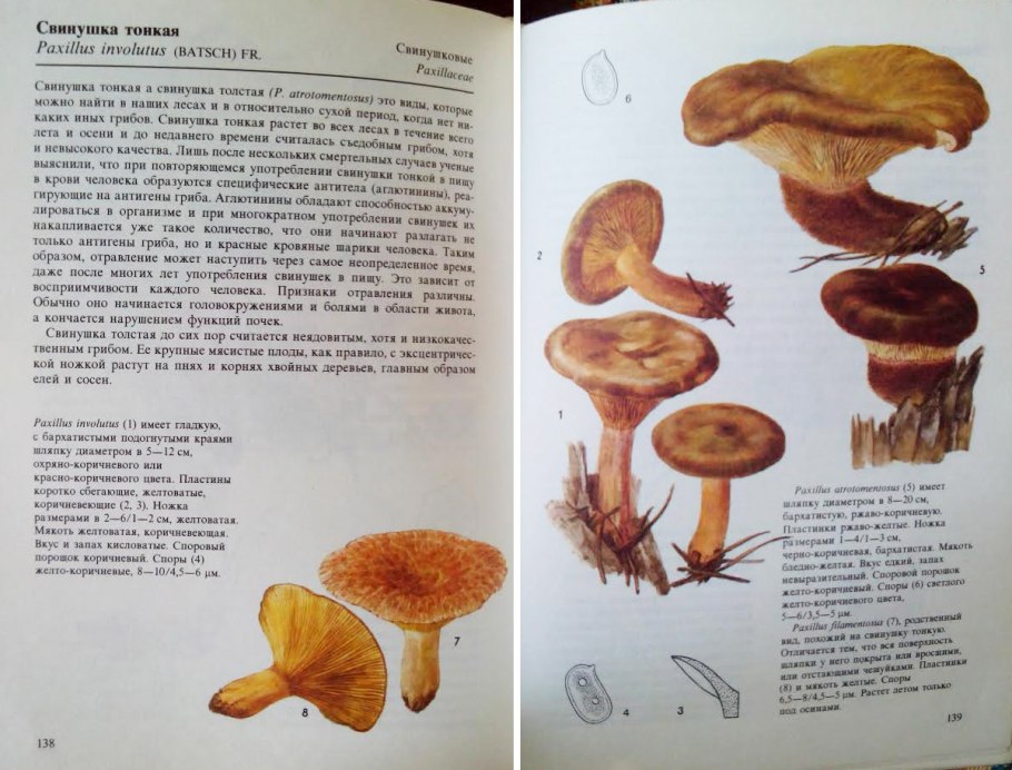 Гриб свинушка толстая и тонкая