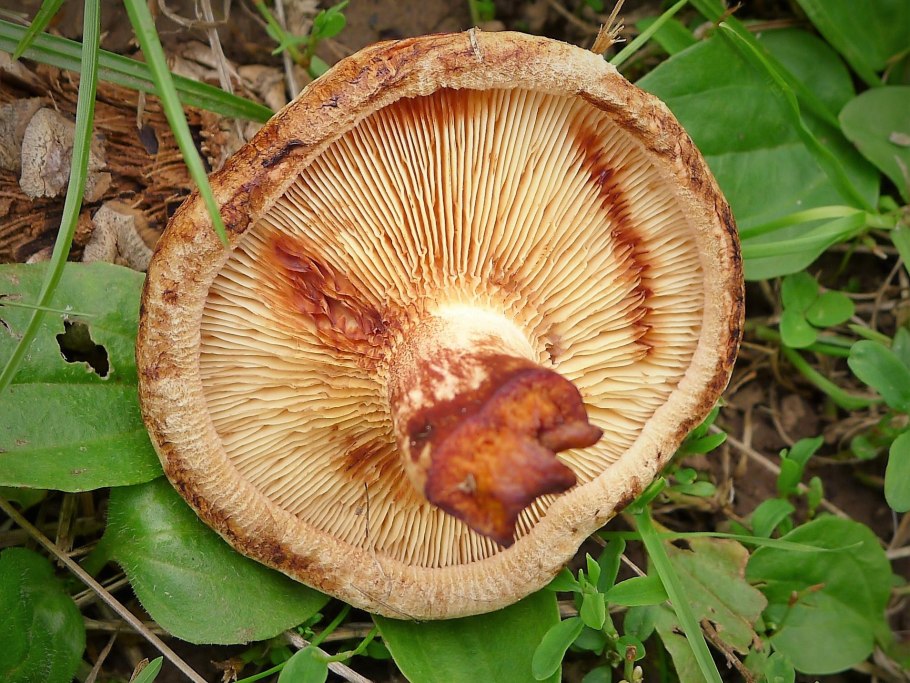 Свинушка тонкая Paxillus involutus