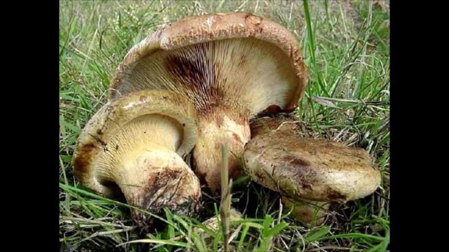 Дунька гриб свинушка