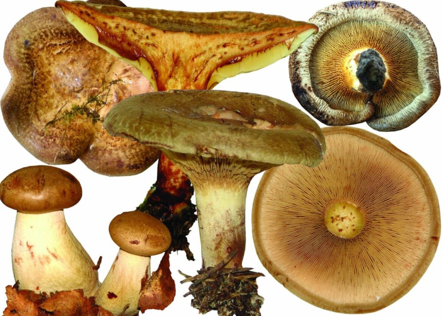 Свинушка тонкая Paxillus involutus