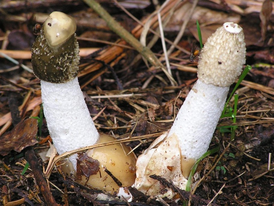 Гриб Веселка обыкновенная