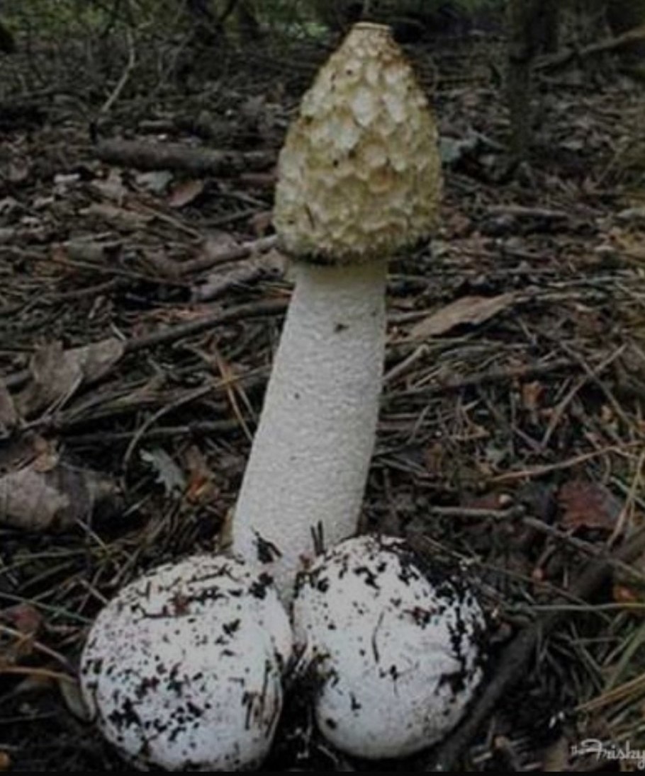Белая поганка мухомор вонючий