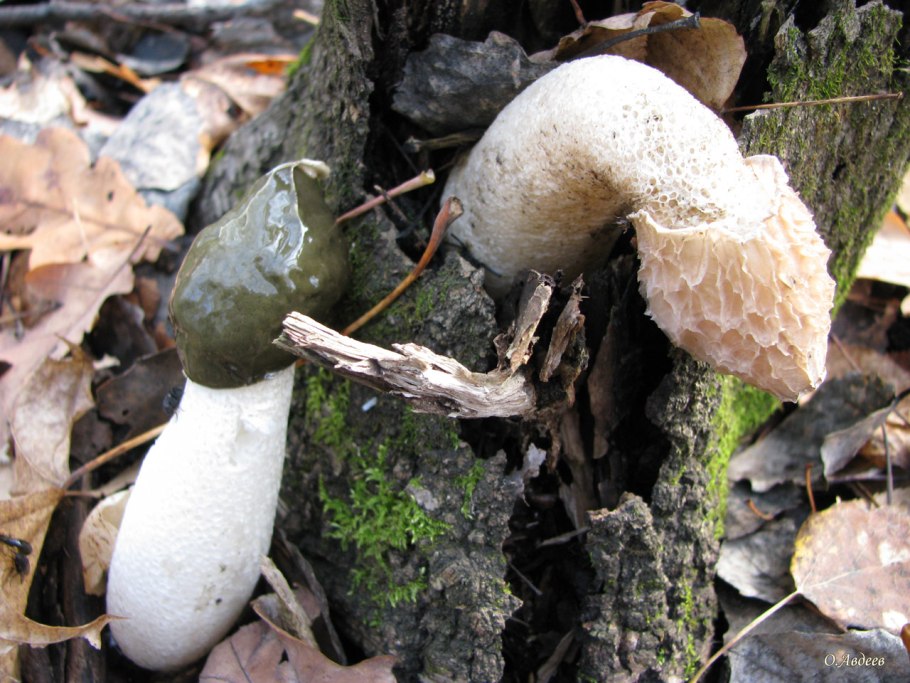 Белая поганка мухомор вонючий