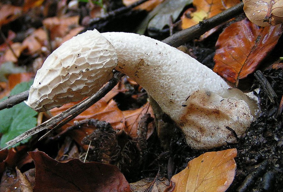 Phallus impudicus Веселка обыкновенная