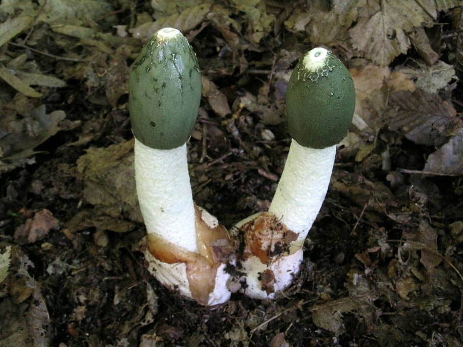 Гриб весёлка молодой