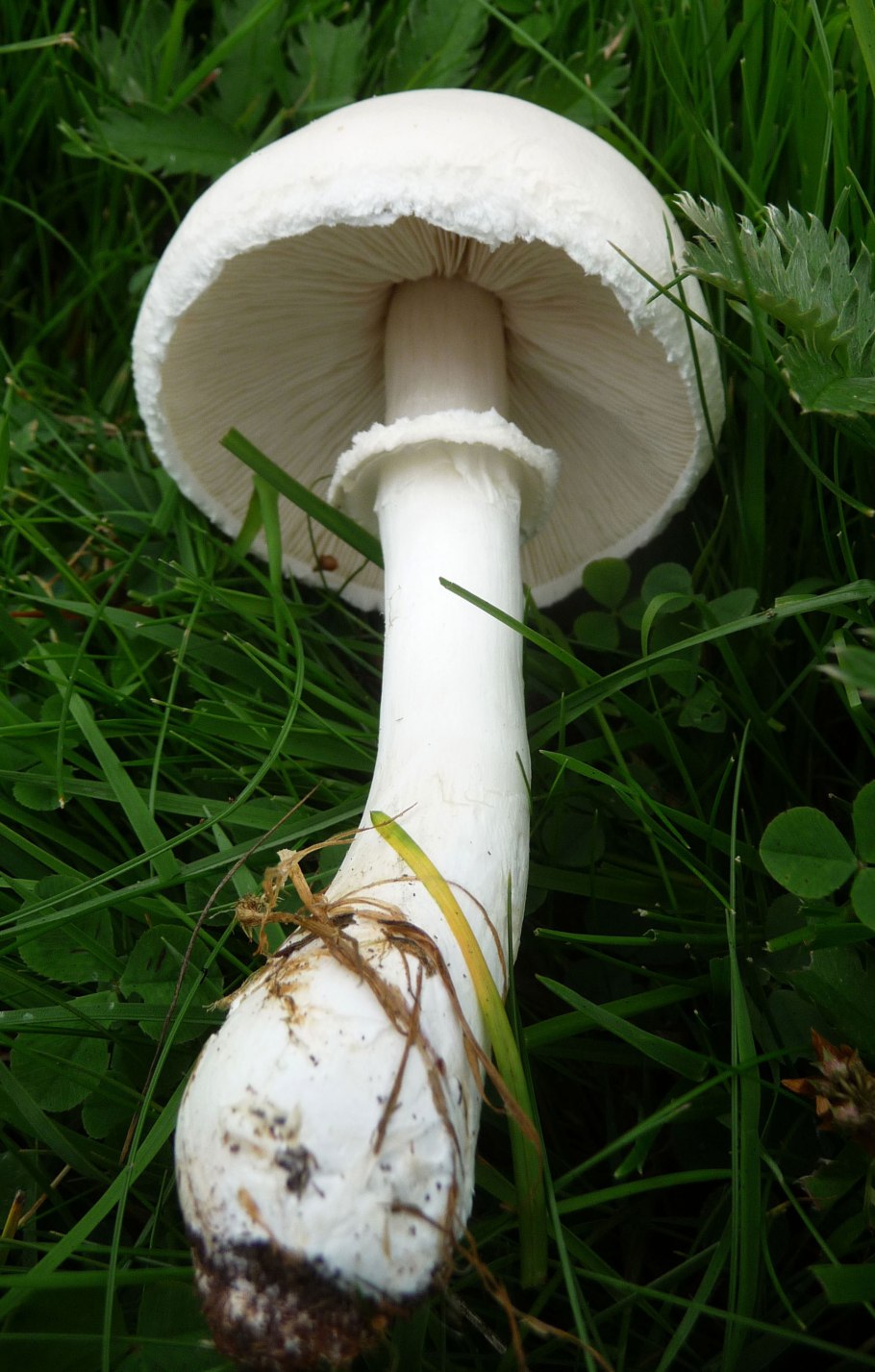 Amanita virosa гриб