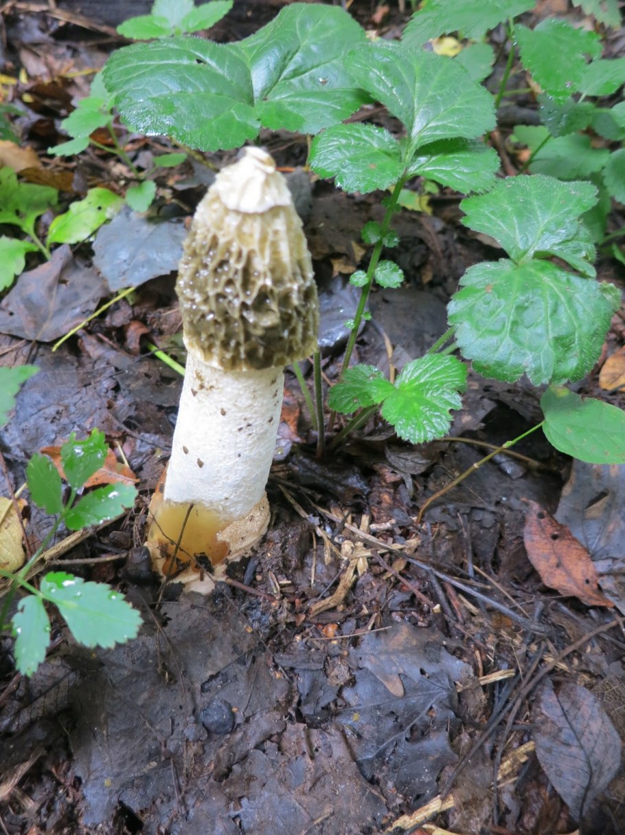 Весёлка обыкновенная гриб