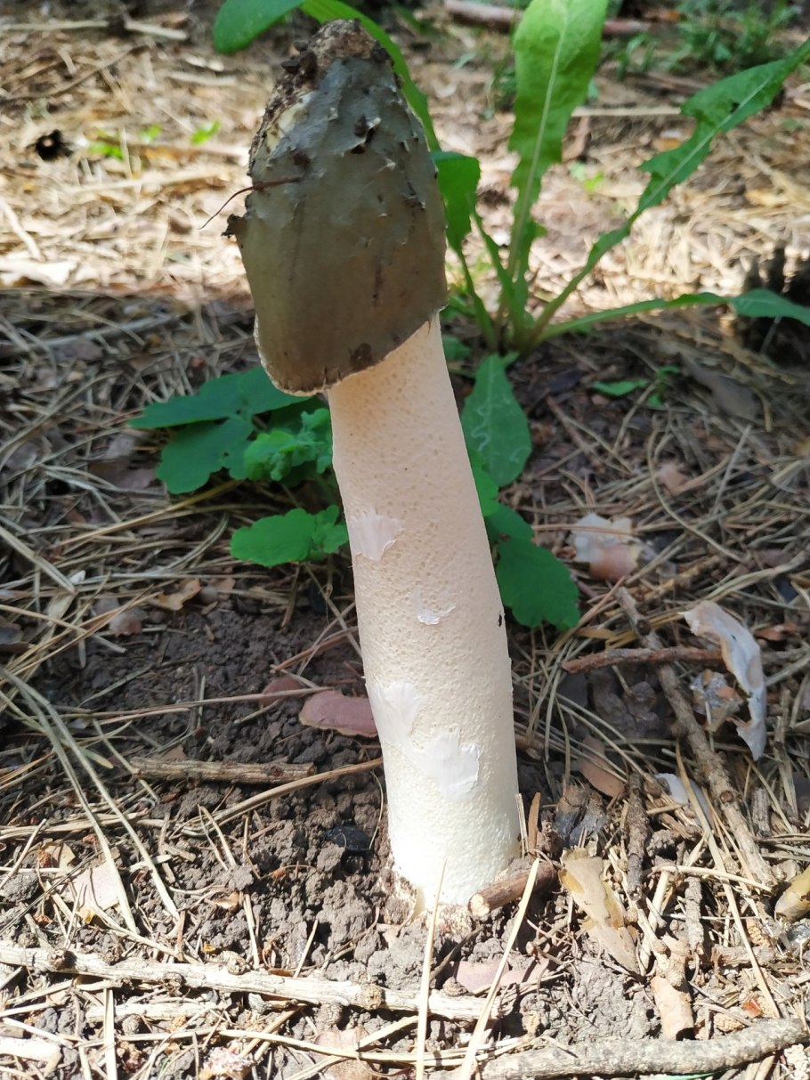 Common Stinkhorn Веселка обыкновенная