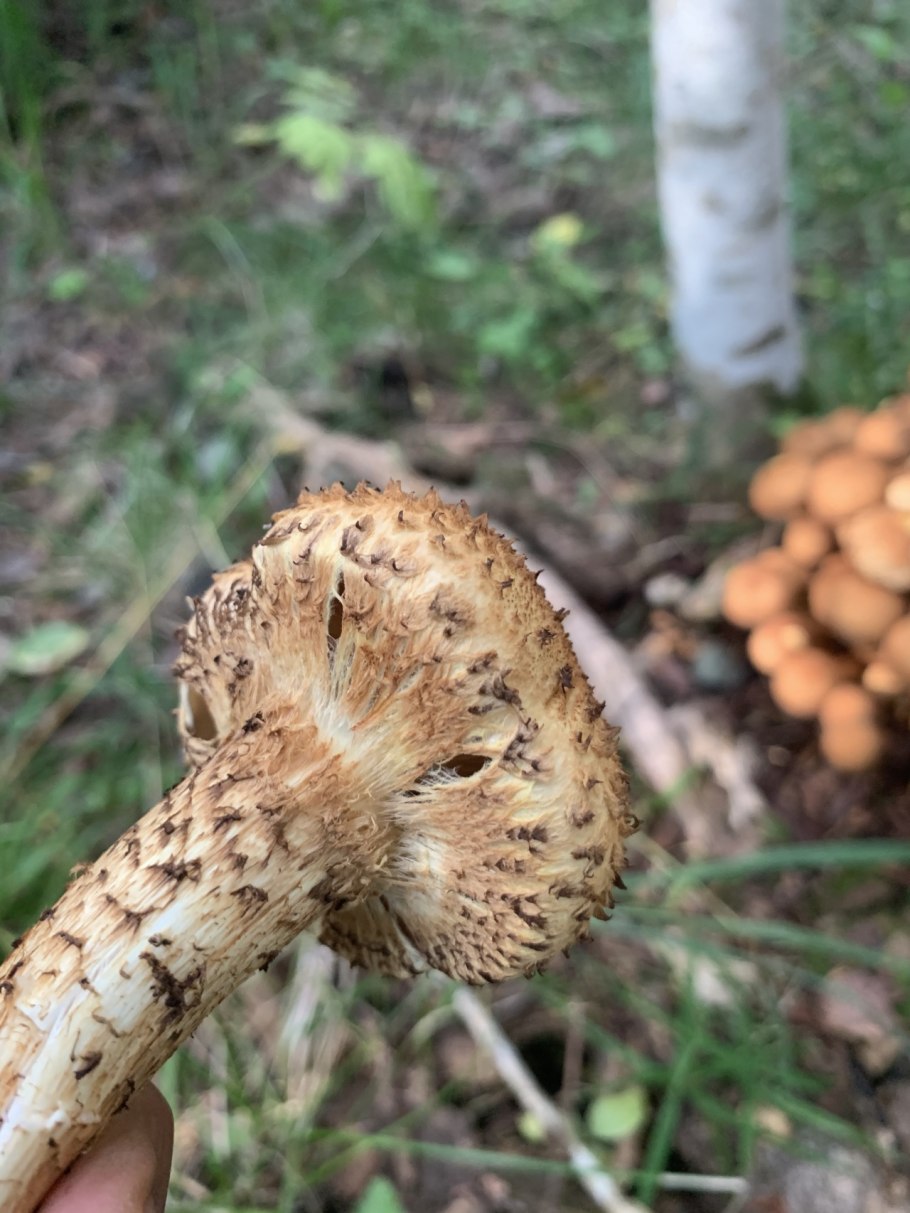 Гриб чешуйчатка обыкновенная