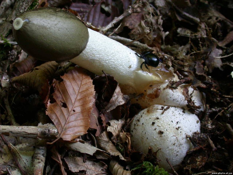 Lycoperdon foetidum