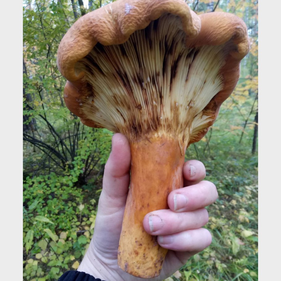 Млечник подорешник гриб