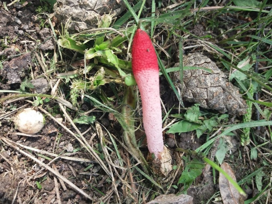 Гриб воняющий тухлым мясом