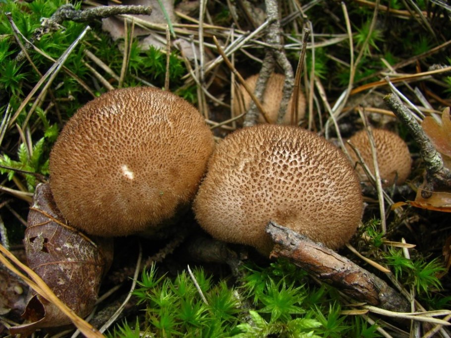 Lycoperdon nigrescens