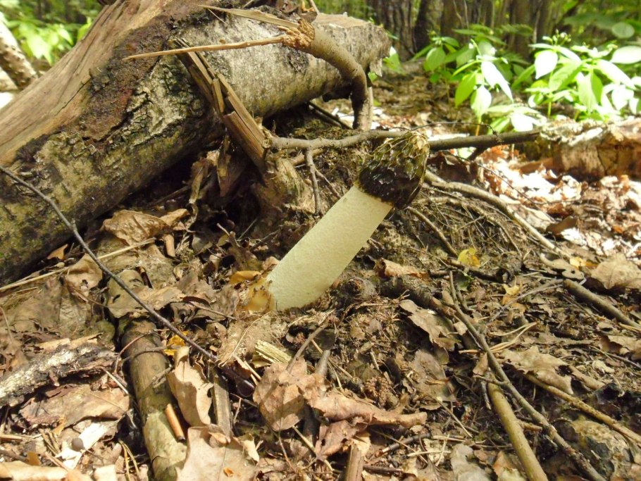 Гриб Веселка обыкновенная