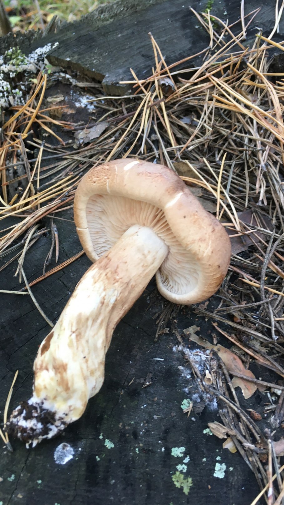 Рядовка tricholoma albobrunneum