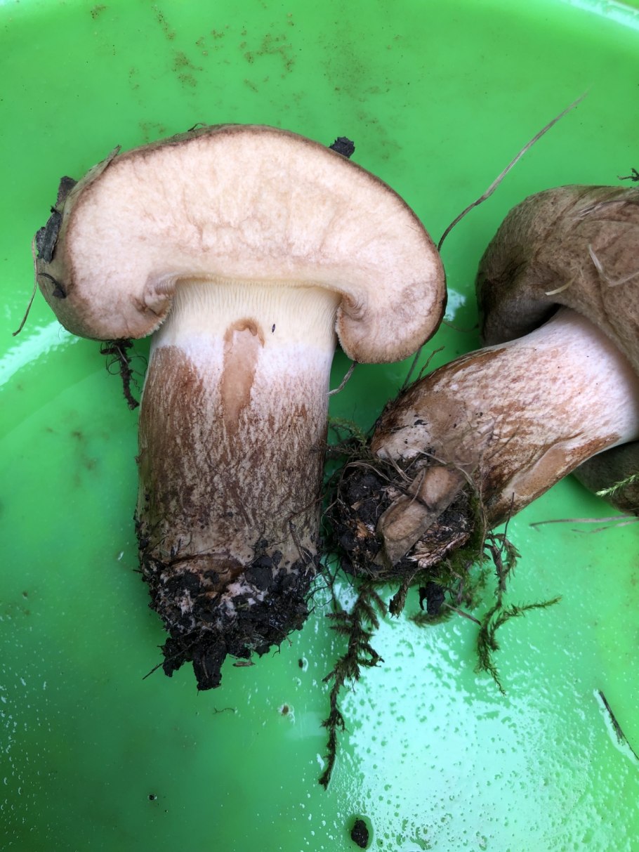 Мутинус Равенеля гриб