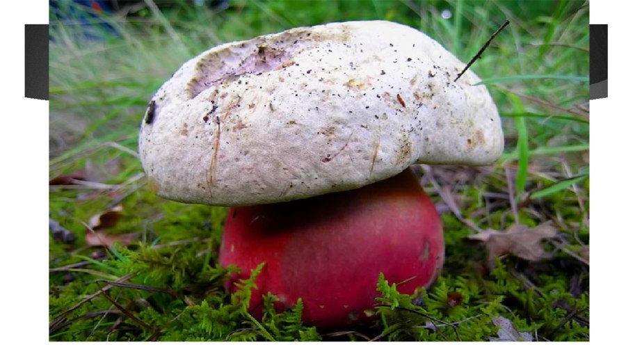 Гриб Боровик и сатанинский гриб