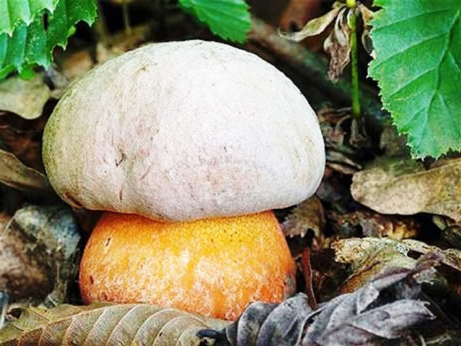 Сатанинский гриб ядовитый