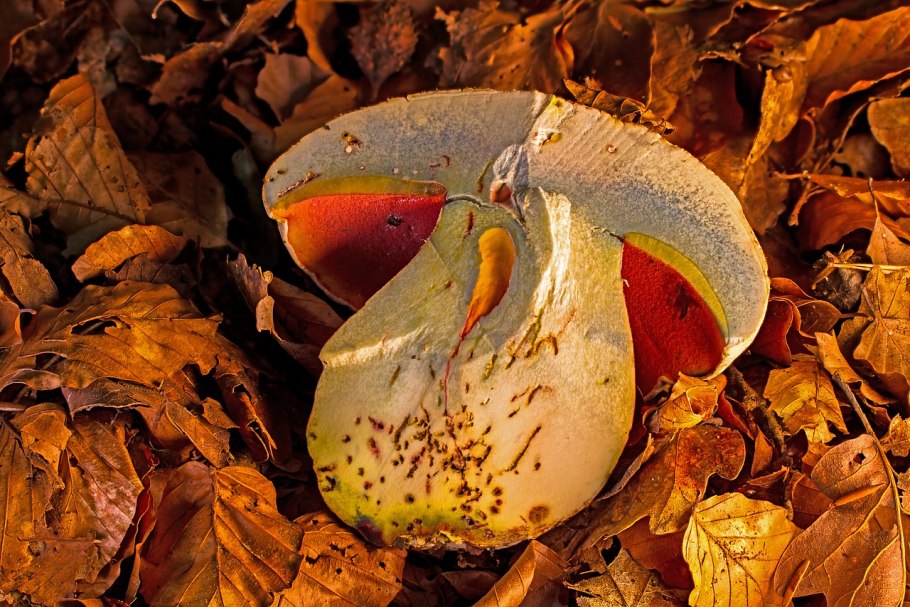 Ложный сатанинский гриб