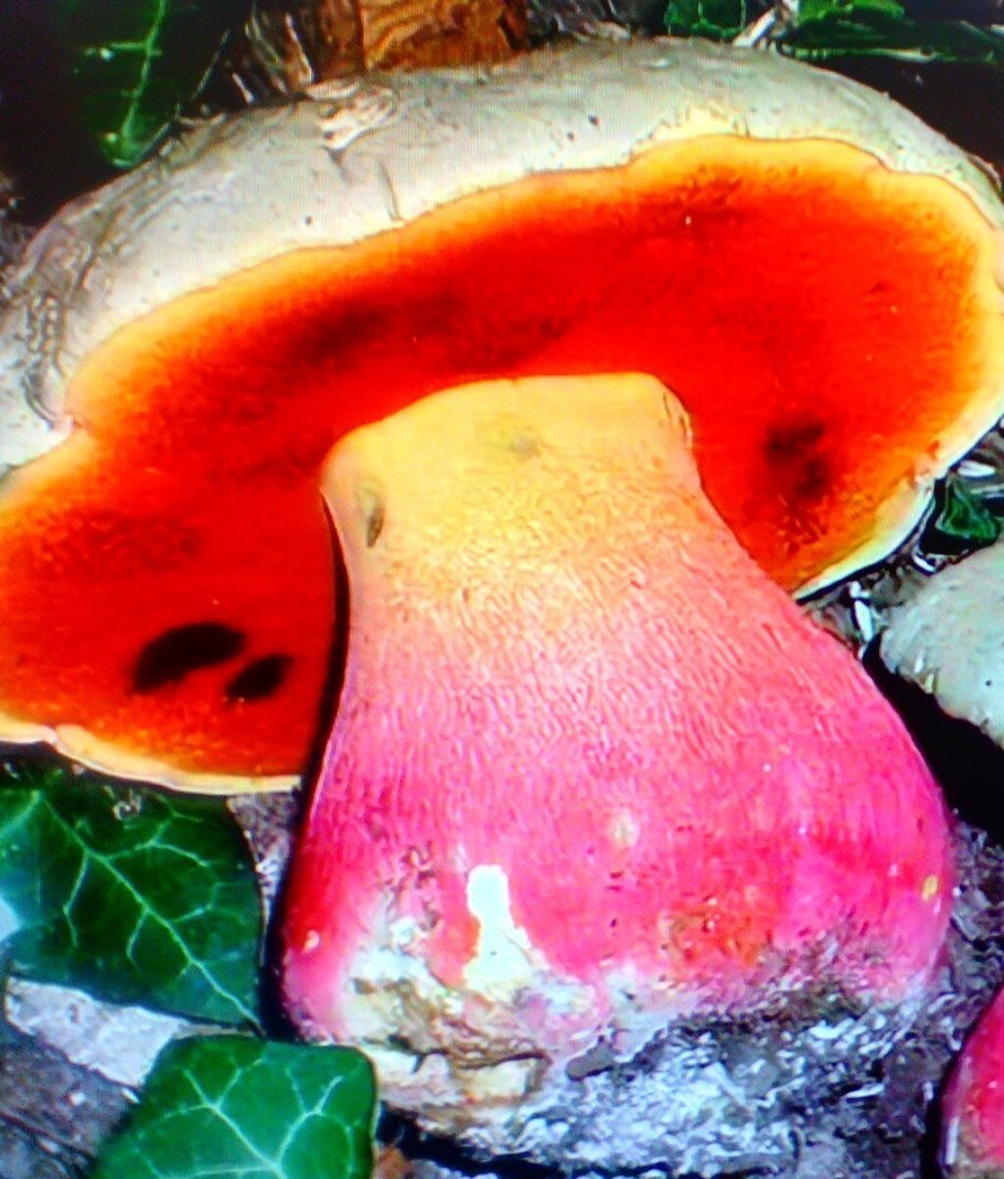 Ядовитые грибы сатанинский гриб