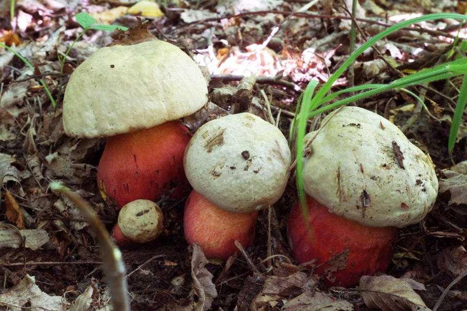 Сатанинский гриб