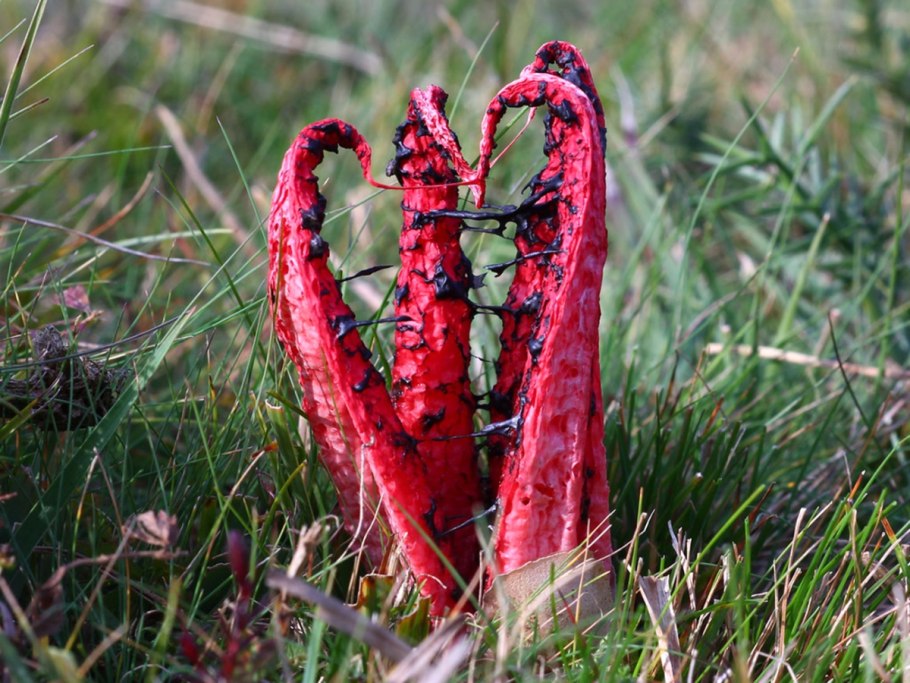 Антурус Арчера (Clathrus archeri)