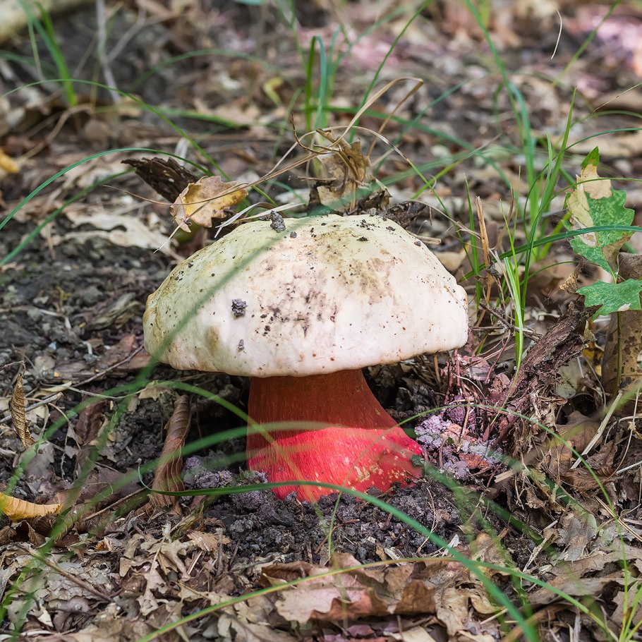 Несъедобные грибы сатанинский гриб