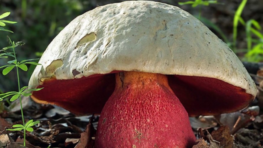 Сатанинский гриб