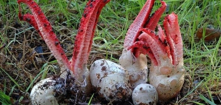 Клатрус Арчера (Clathrus archeri),