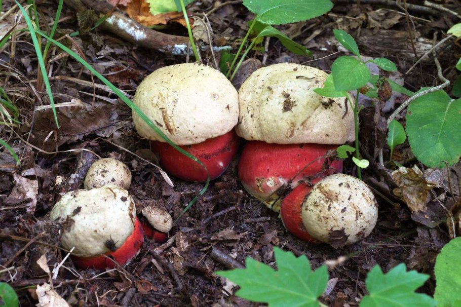 Гриб чертов гриб