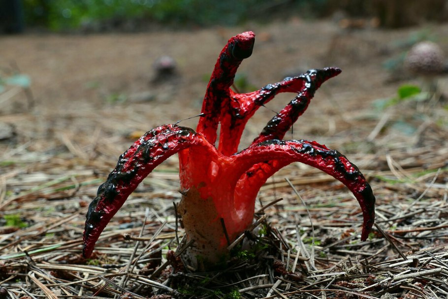 Клатрус Арчера (Clathrus archeri),