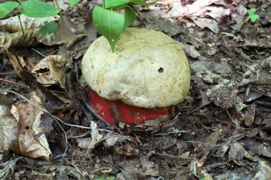 Сатанинский Крымский гриб