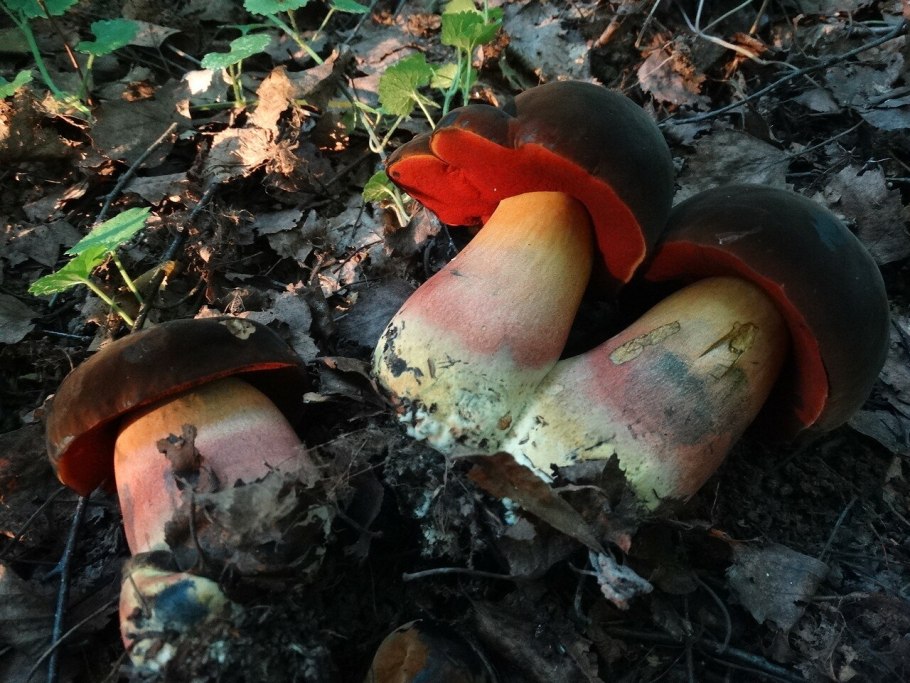 Поддубники сатанинский гриб