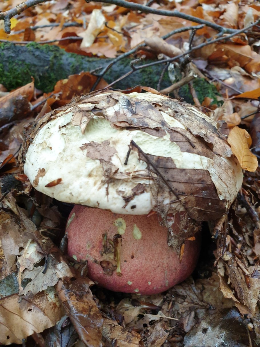 Гриб поддубовик сатанинский