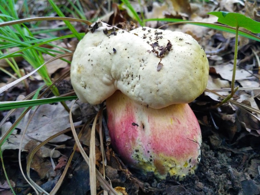 Ядовитые грибы сатанинский гриб