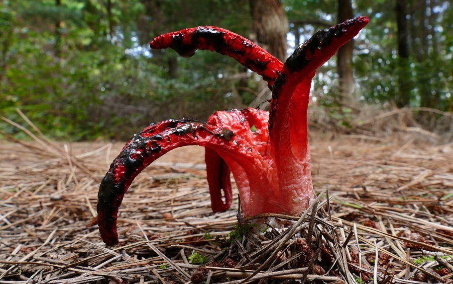 Клатрус Арчера