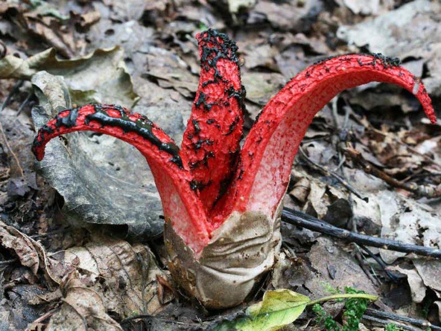 Клатрус Арчера (Clathrus archeri),
