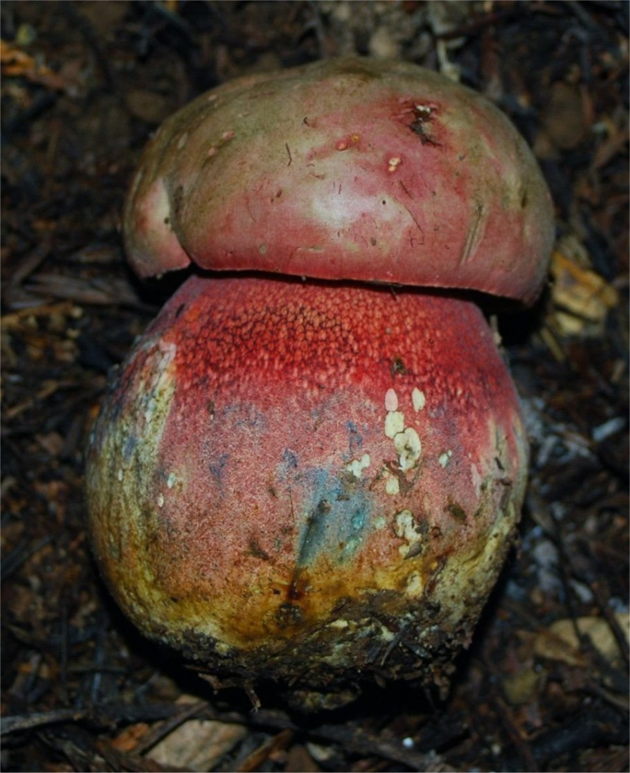 Боровик сатанинский