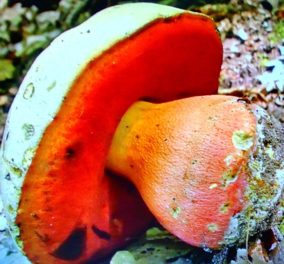 Сатанинский гриб ядовитый