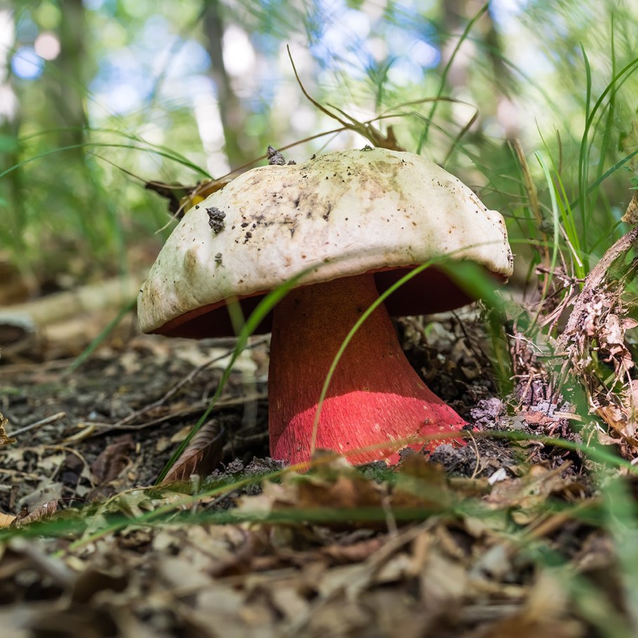 Boletus Satanas – сатанинский гриб