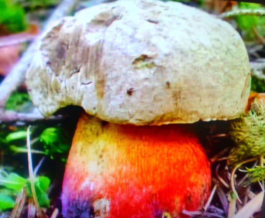 Гриб Боровик и сатанинский гриб