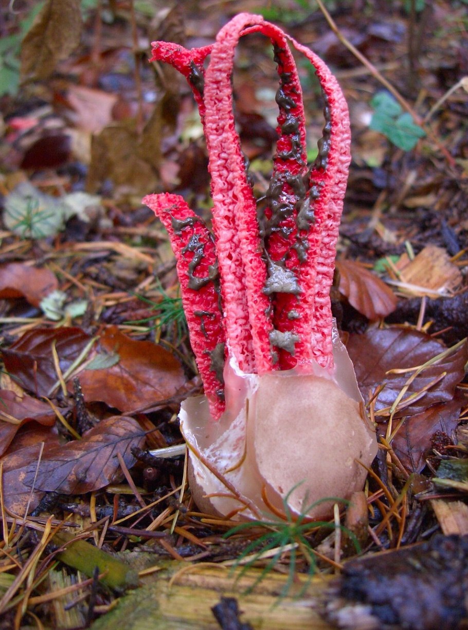 Антурус Арчера (Clathrus archeri)