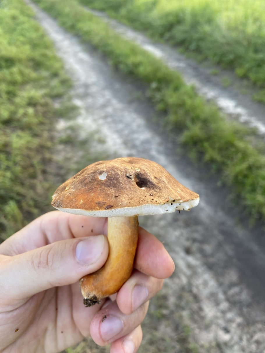 Гриб Гиропорус песчаный