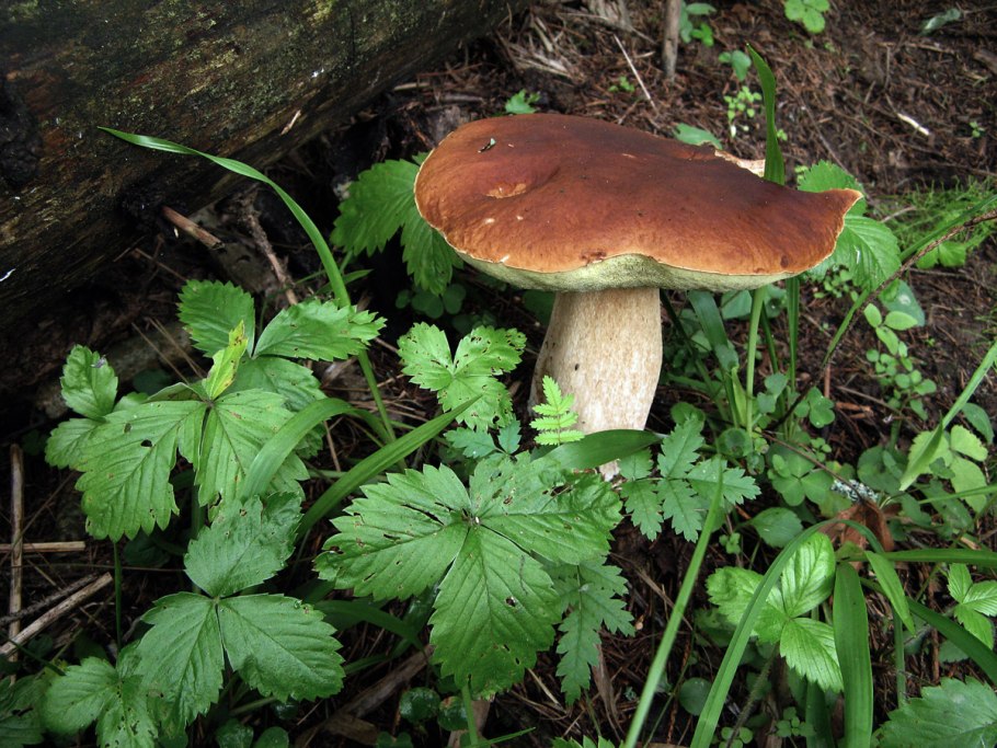 Лже Боровик гриб