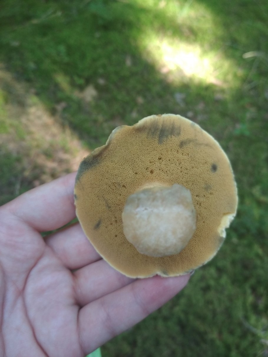 Грибы Хрули