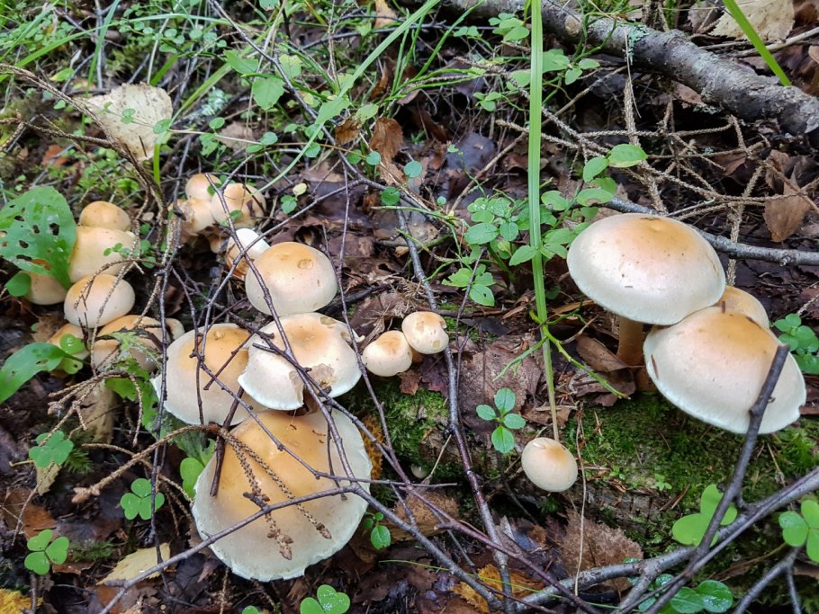 Грибы в смешанном лесу