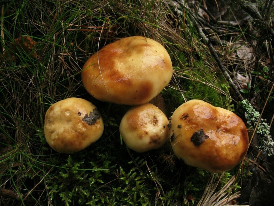 Валуй (Russula Foetens)