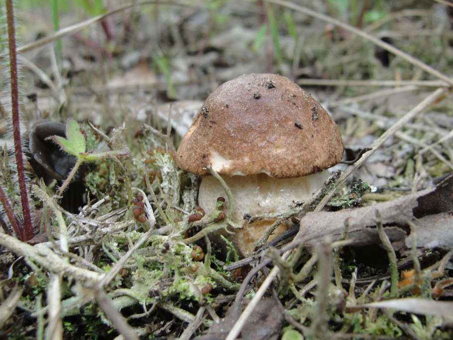 Съедобные грибы средней полосы